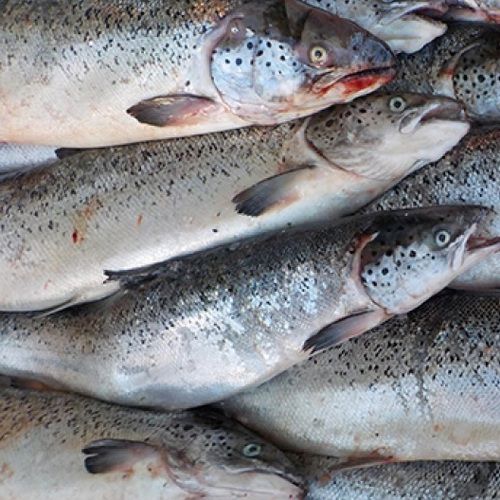 Frozen Salmon Fish