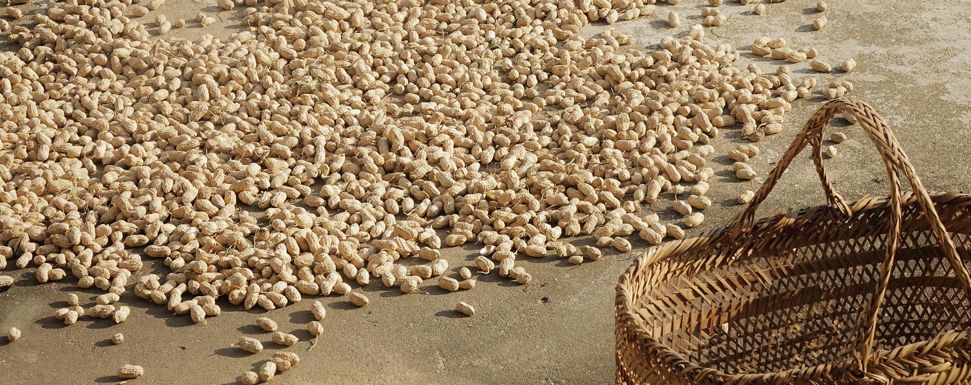 Peanuts